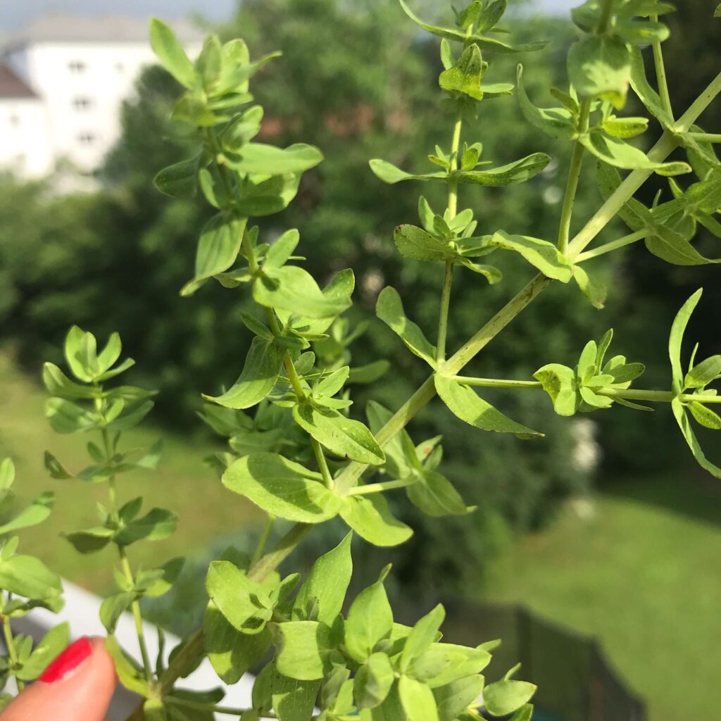 Johanniskraut Laubblätter