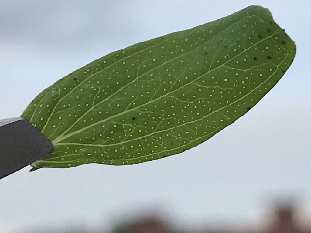 Johanniskraut_Blatt_Öldrüsen