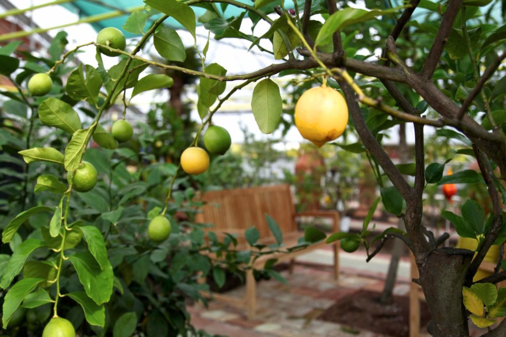 Zitrusgarten Kärnten