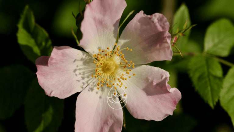 Blog Featurenbild - Wildrosenbalsam