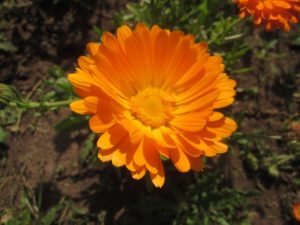 Ringelblume
