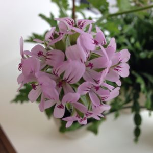 Rosengeranie
