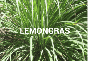 Lemongrasöl