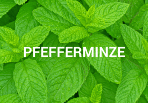 Pfefferminzöl