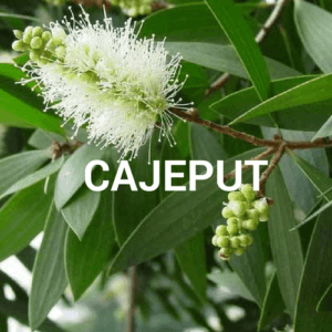 Cajeput bei Heuschnupfen