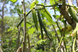 Vanilla planifolia L.