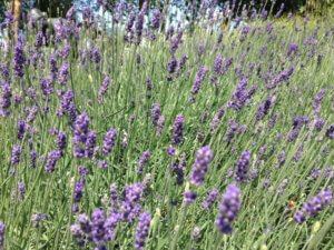 Lavandula angustifolia