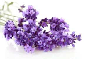 Lavendel fein ätherische Öle gegen Ängste bei Kindern
