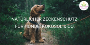 Kokosöl gegen Zecken für Hunde