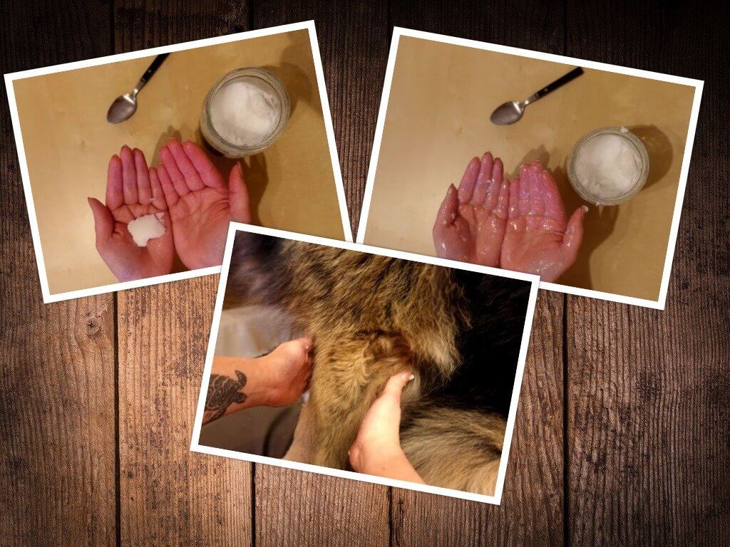 Kokosöl und ätherische Öle gegen Zecken für Hunde
