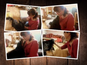 Kokosöl gegen Zecken für Hunde