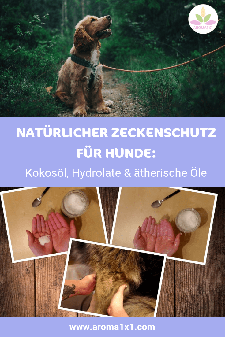Kokosöl gegen Zecken für Hunde