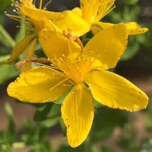 Johanniskraut Blüte (Hypericum Perforatum)