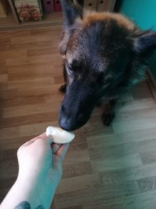 Duft Test ätherische Öle für Hunde