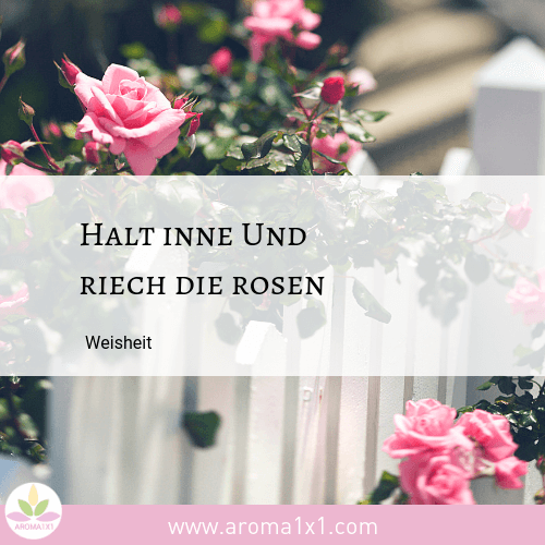 Rose Sprüche