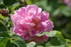Aromareise Rosengärten Rosa damascena