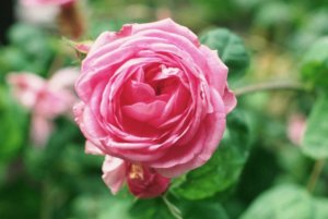 Aromareise Rosengärten Rosa centifolia