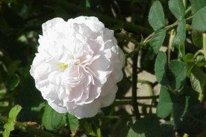 Aromareise Rosengärten Duftrosen Rosa alba