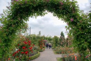 Aromareisen Rosengärten Rosarium Sangerhausen