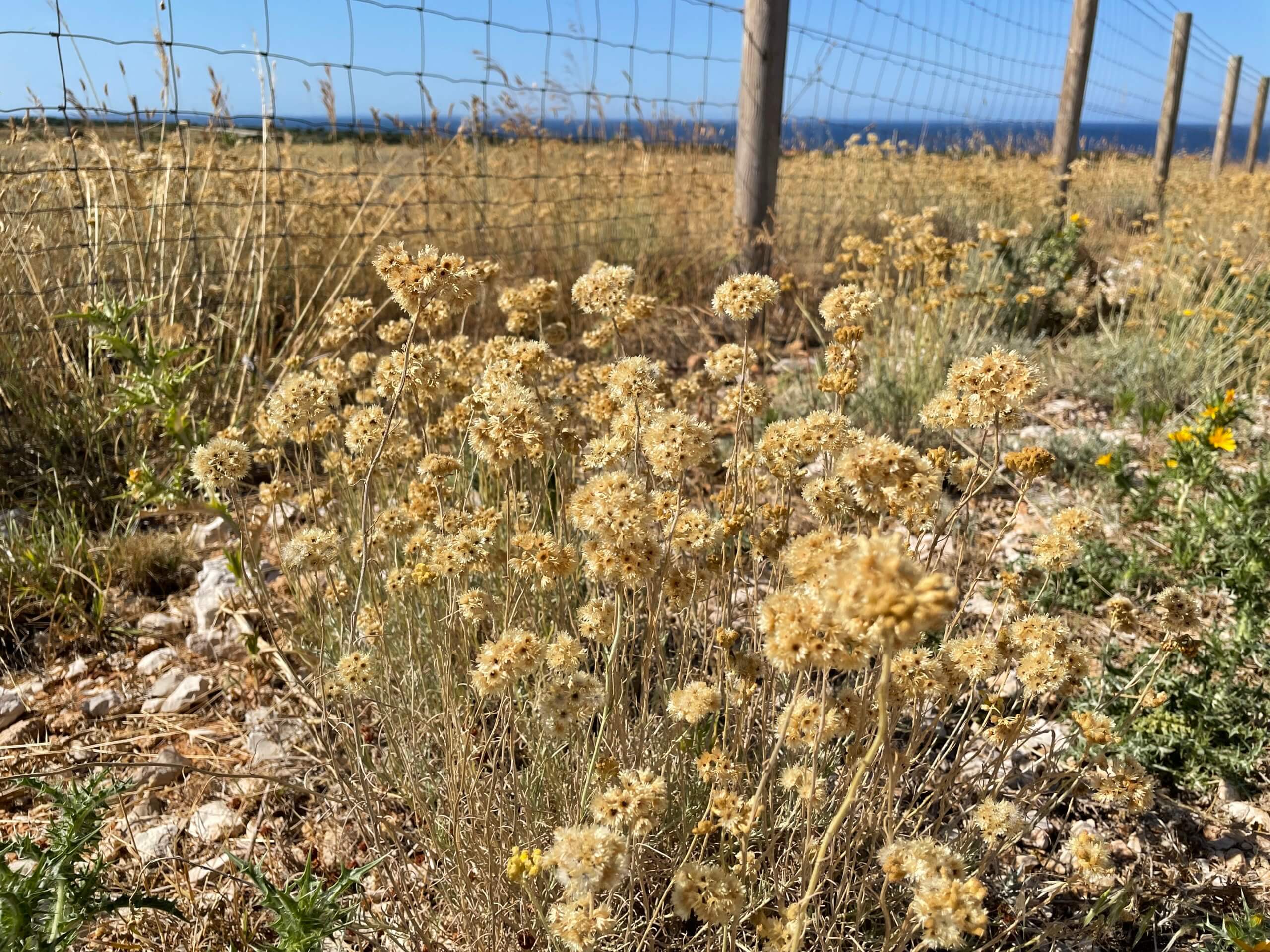 Helichrysum italicum Pag Kroatien