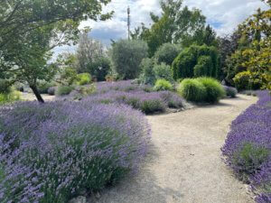 Mini Aromareise zum Garten der Provence im Blumengarten Hirschstetten in Wien