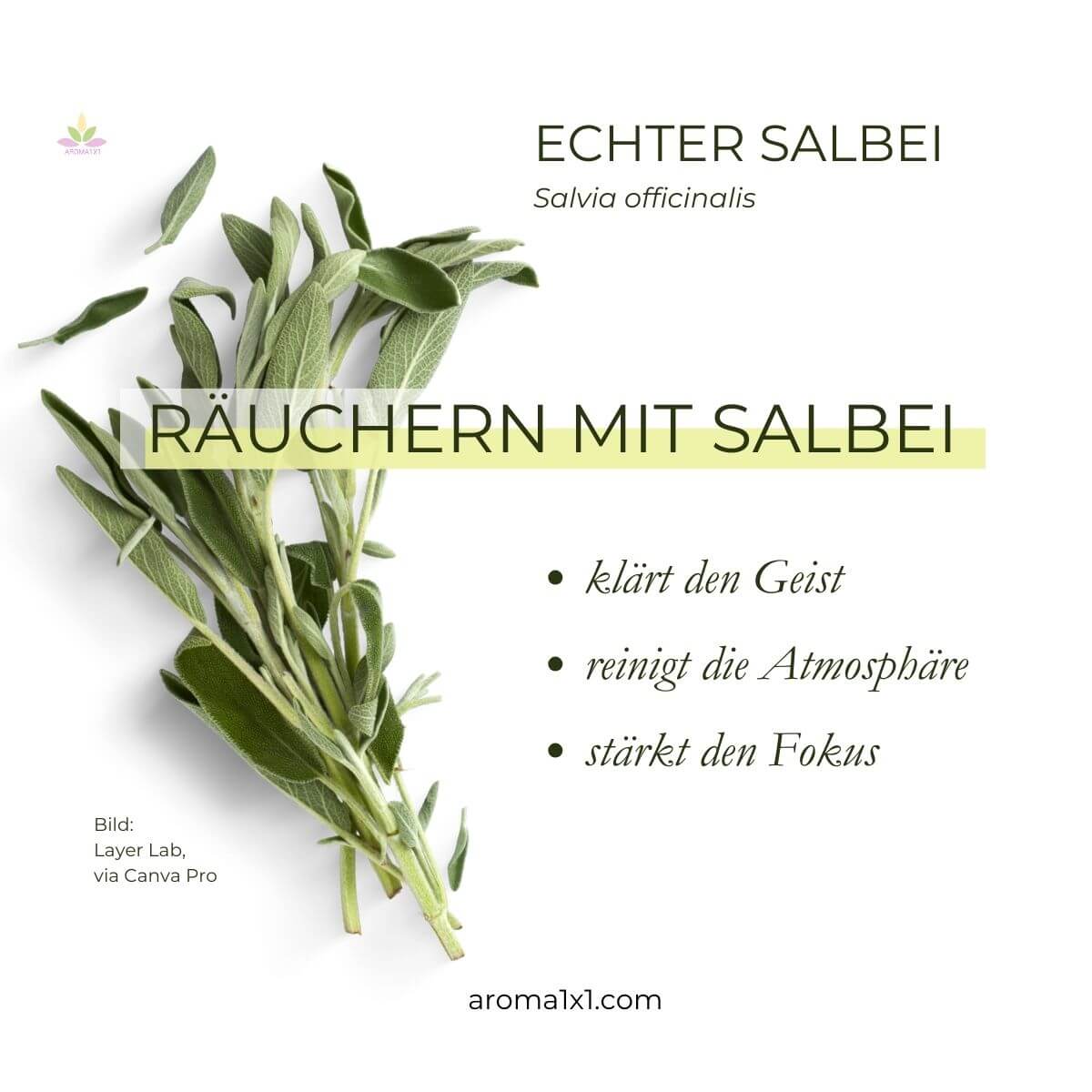 Räucherbündel aus echtem Salbei Wirkung
