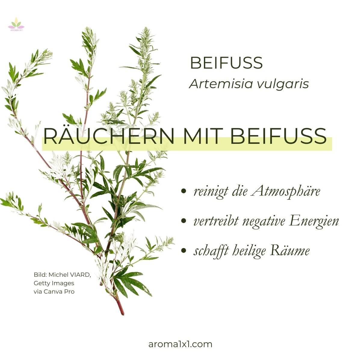 Räucherbündel aus Beifuß Wirkung